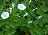 Calystegia sepium