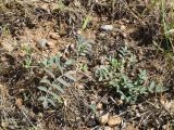 Фото Astragalus bossuensis