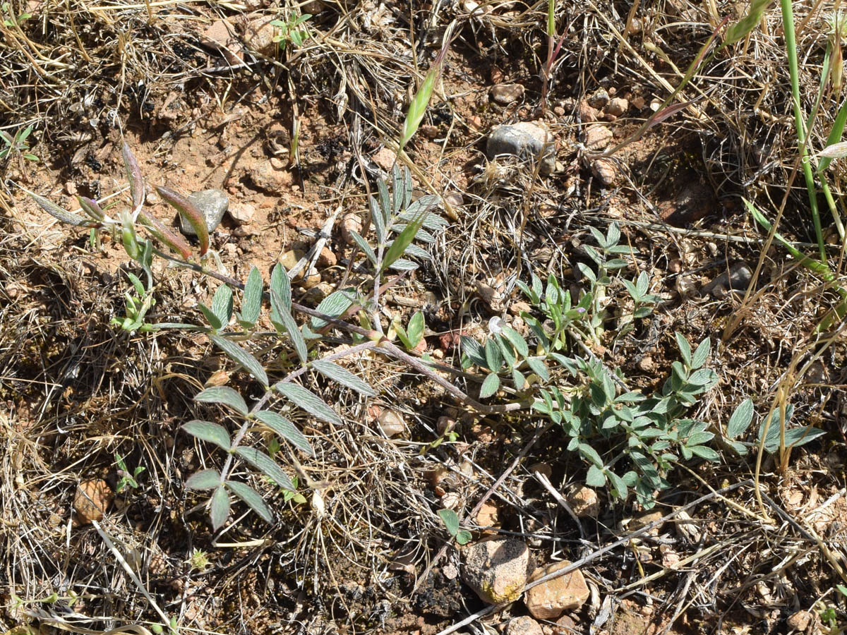 Изображение особи Astragalus bossuensis.