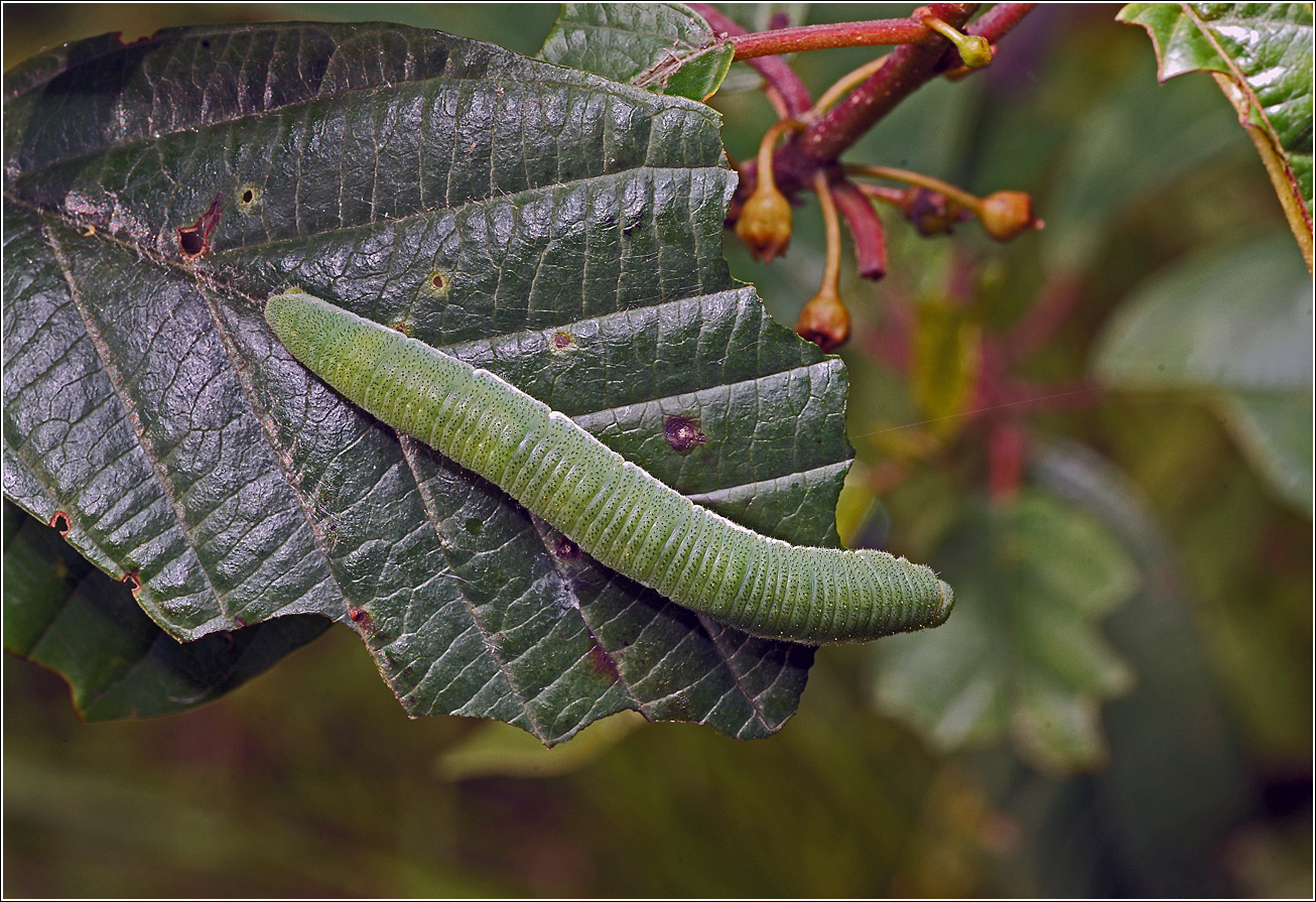 Image of Frangula alnus specimen.