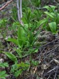 View full-size image Polygonatum verticillatum