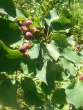View full-size image Amelanchier alnifolia