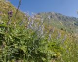 View full-size image Delphinium flexuosum