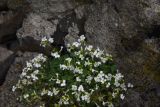 View full-size image Arabis caucasica