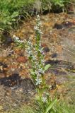 View full-size image Swertia iberica