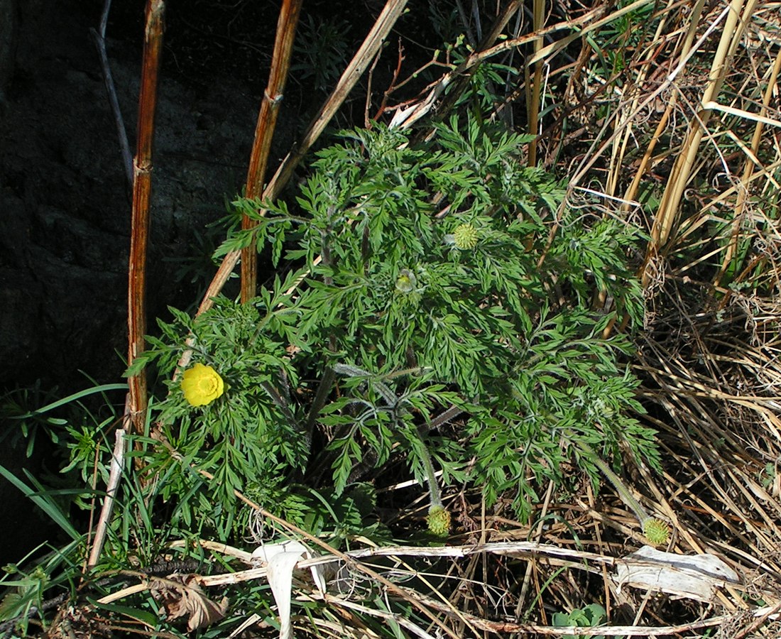 Image of Adonis villosa specimen.