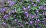 View full-size image genus Astragalus