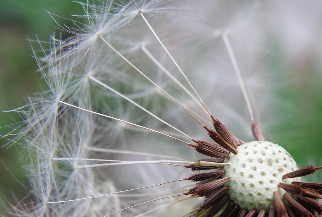 Изображение особи род Taraxacum.