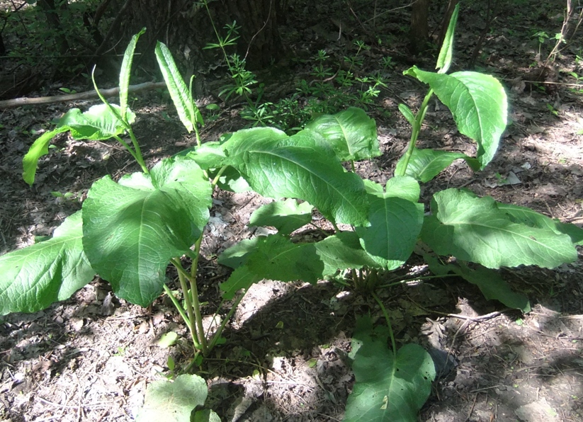 Изображение особи Rumex obtusifolius.