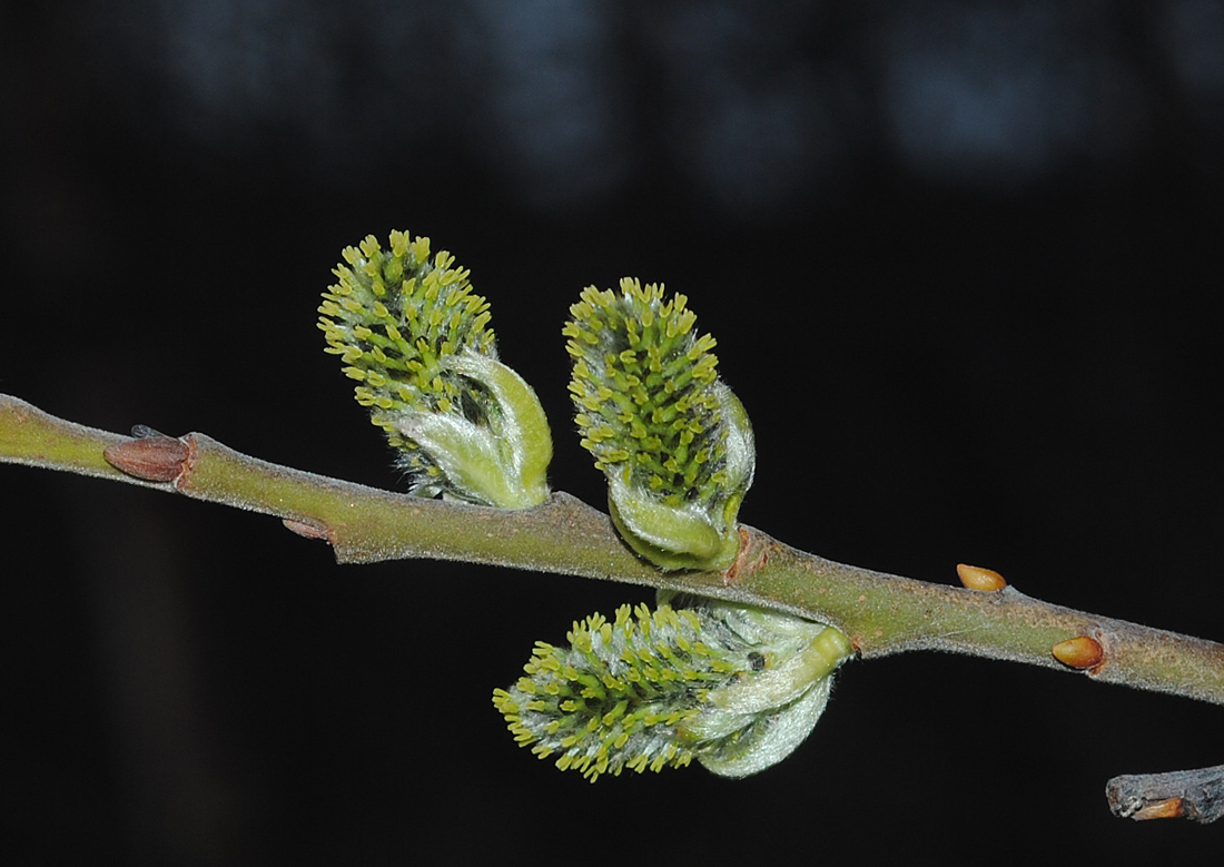 Image of genus Salix specimen.