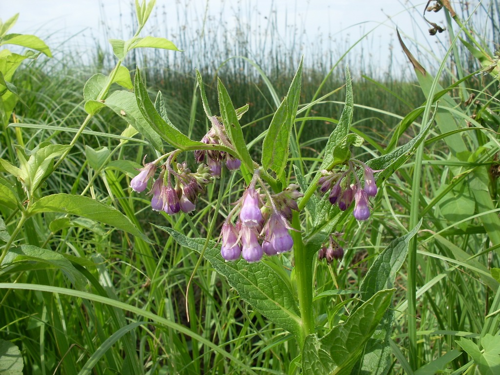 Image of Symphytum officinale specimen.