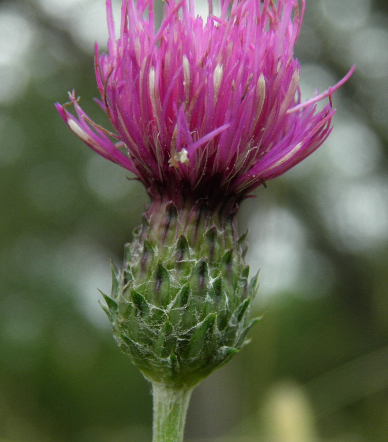 Изображение особи Cirsium tuberosum.