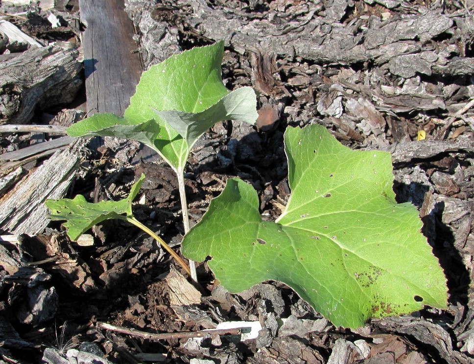 Image of Petasites spurius specimen.