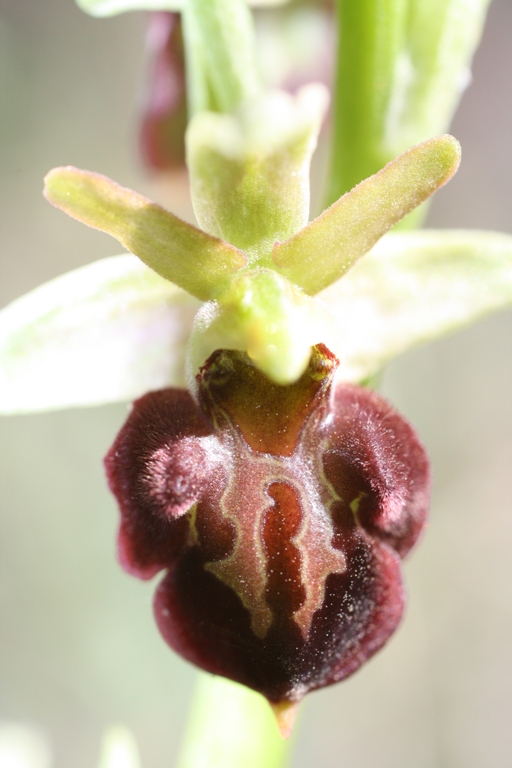 Изображение особи Ophrys mammosa ssp. caucasica.