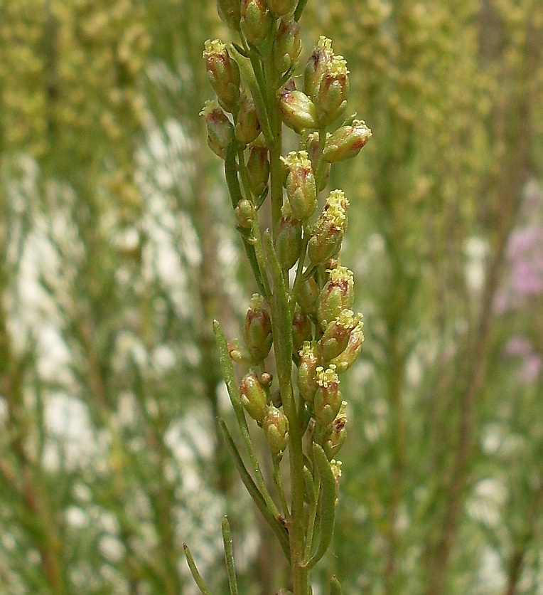 Image of Artemisia salsoloides specimen.