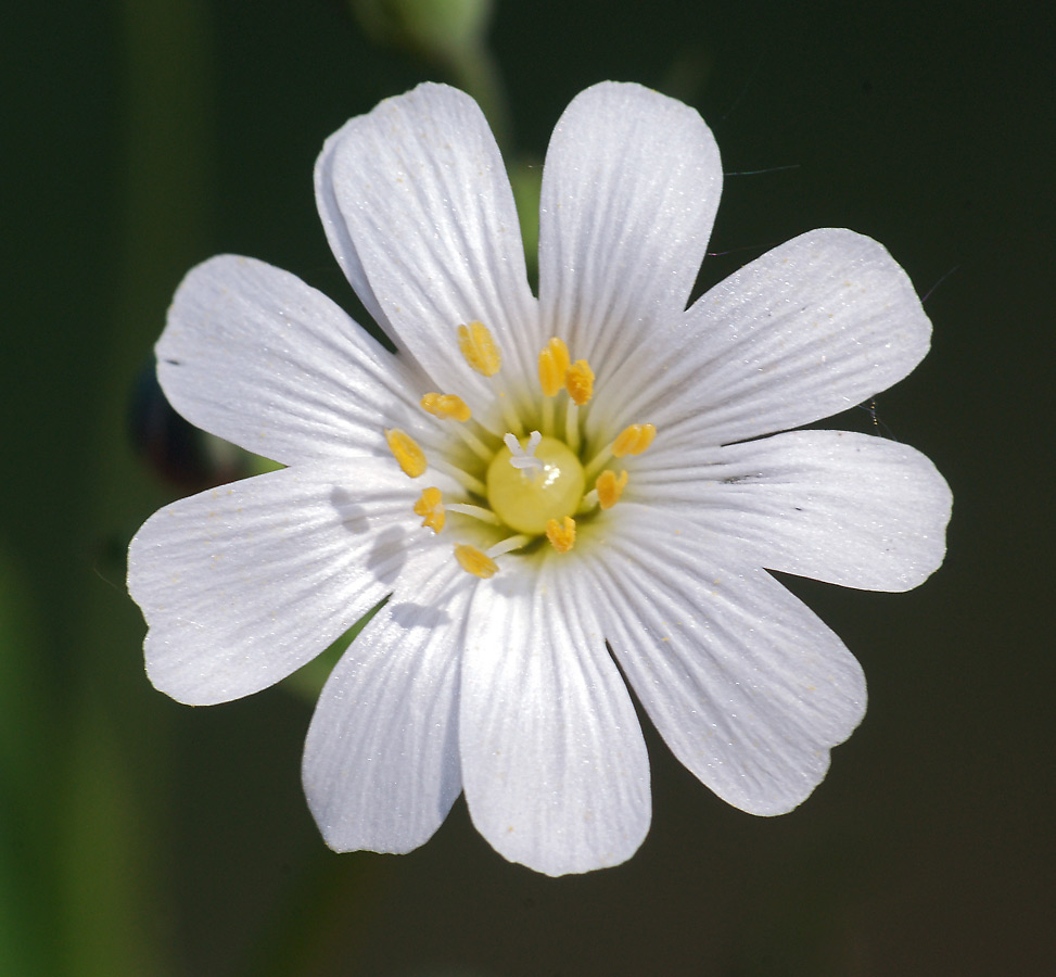 Image of Stellaria holostea specimen.