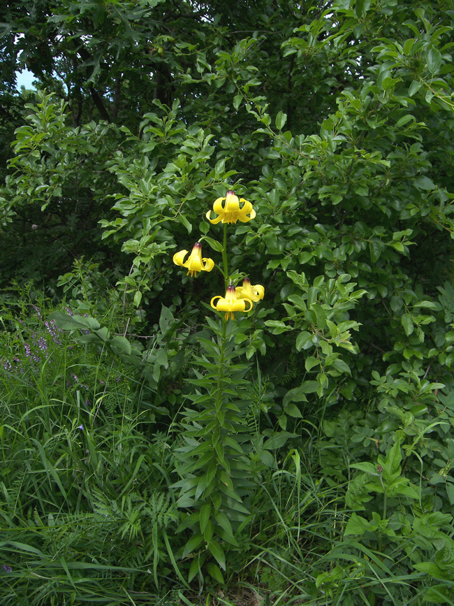 Изображение особи Lilium monadelphum.