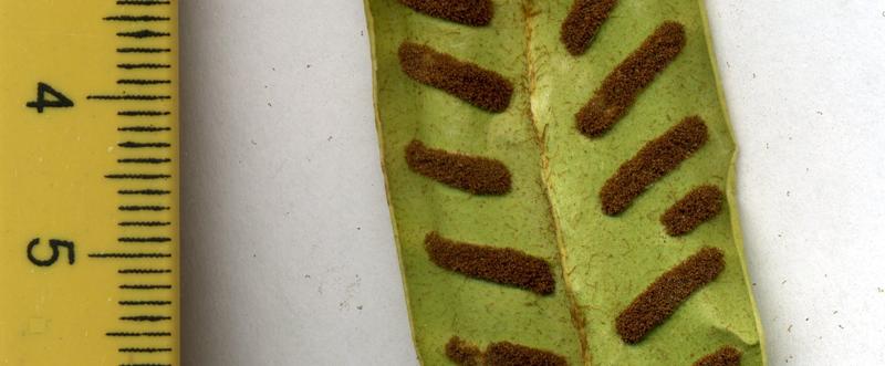 Image of Phyllitis scolopendrium specimen.