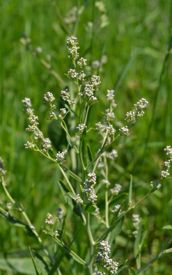 Изображение особи Lepidium latifolium.