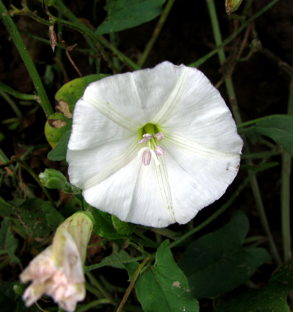 Image of Convolvulus arvensis specimen.