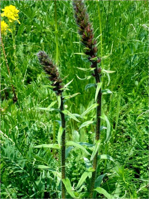 Image of Echium russicum specimen.