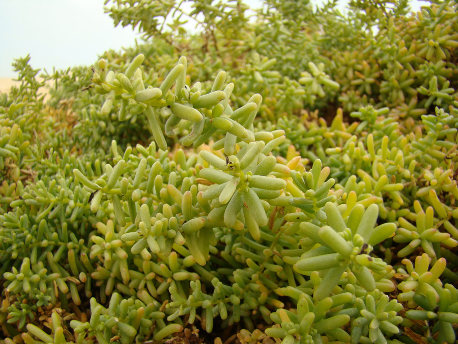 Изображение особи семейство Chenopodiaceae.