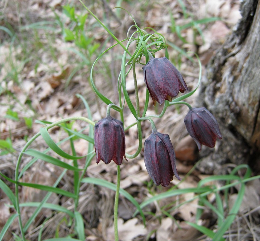 Image of Fritillaria ruthenica specimen.