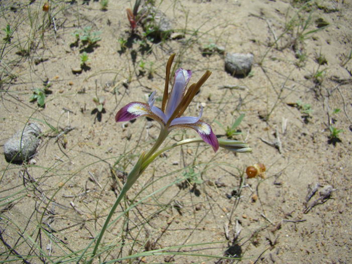 Image of Iris longiscapa specimen.