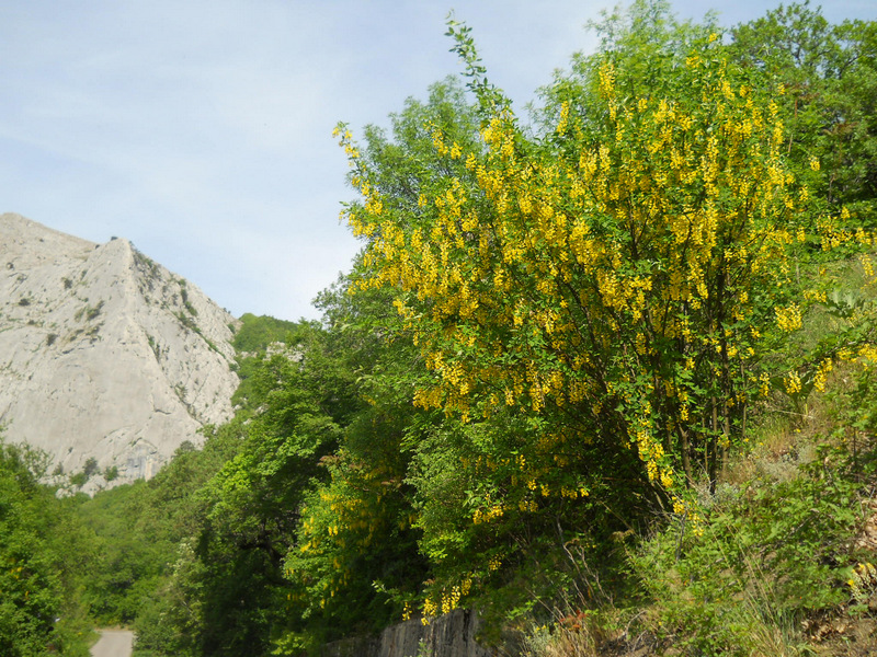 Image of Laburnum anagyroides specimen.