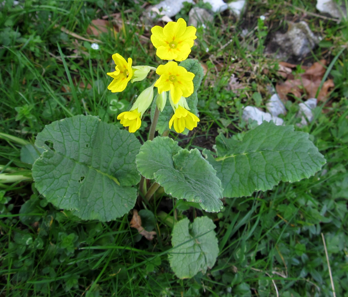 Image of Primula veris ssp. columnae specimen.