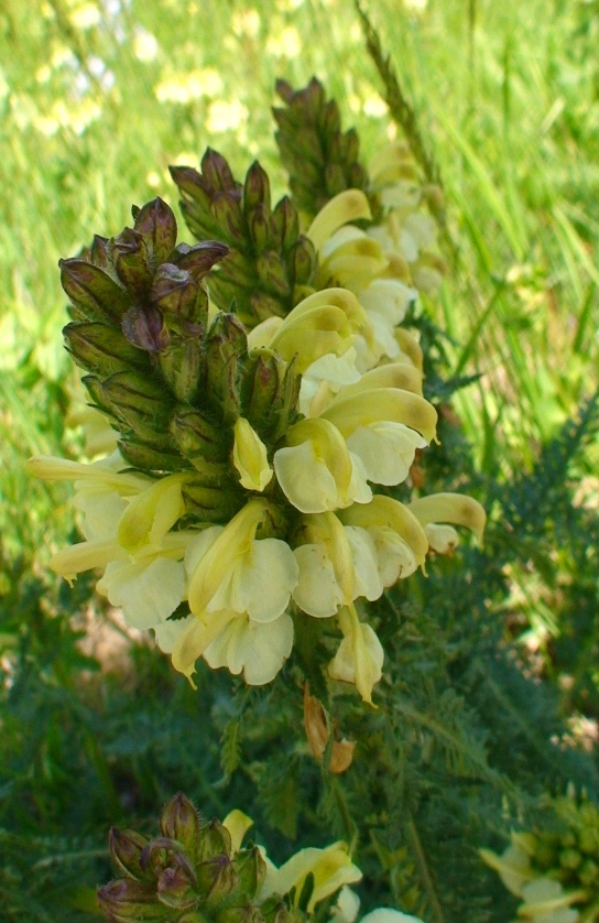 Image of Pedicularis sibthorpii specimen.