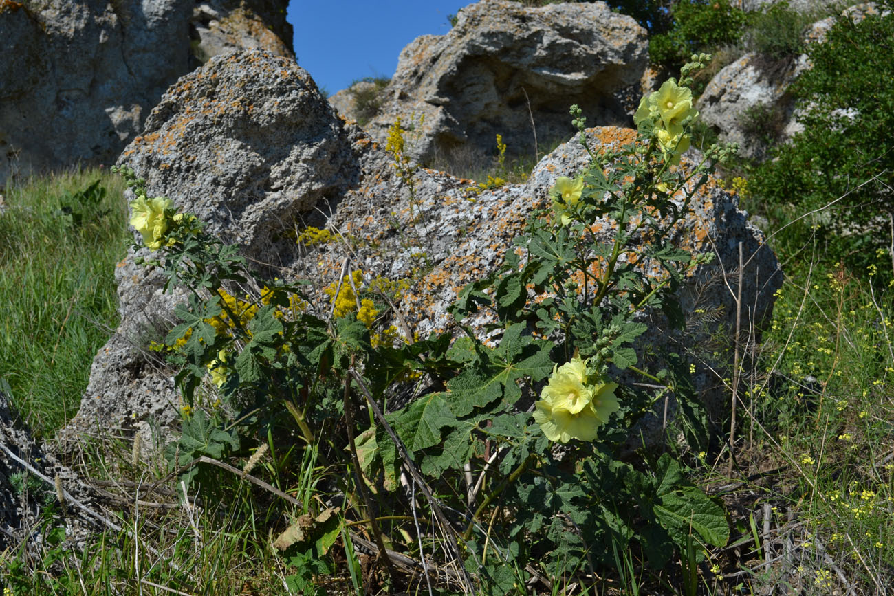 Изображение особи Alcea rugosa.