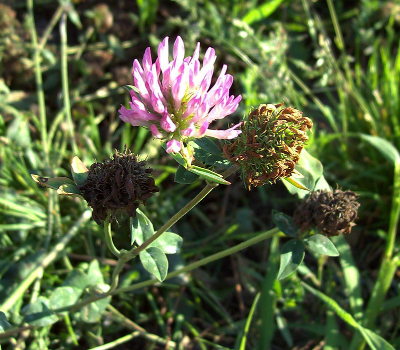 Изображение особи Trifolium pratense.