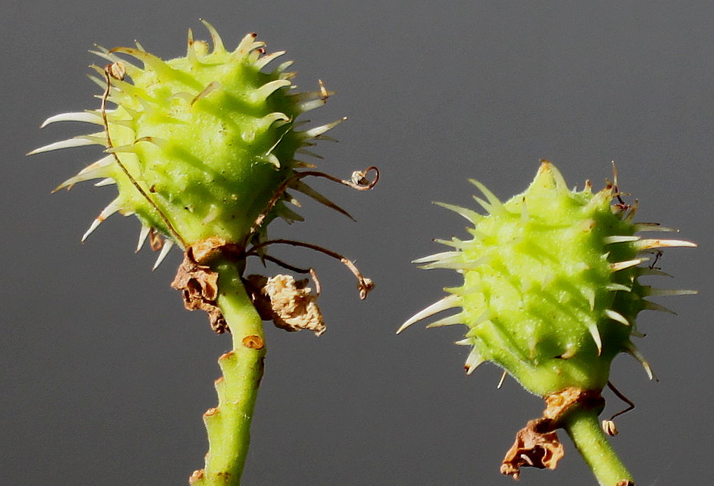 Image of Aesculus hippocastanum specimen.