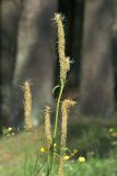 Phyteuma spicatum. Верхушки цветущих растений. Украинские Карпаты, Межигорский район, вблизи водопада Шипот. 19 июня 2012 г.