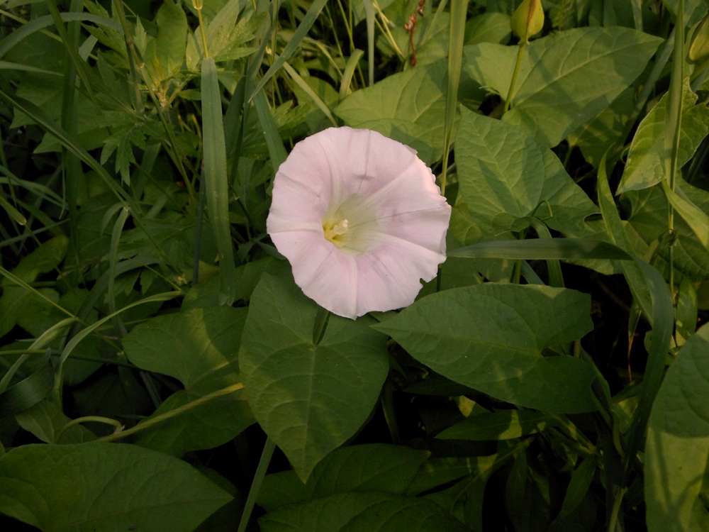 Изображение особи Calystegia inflata.