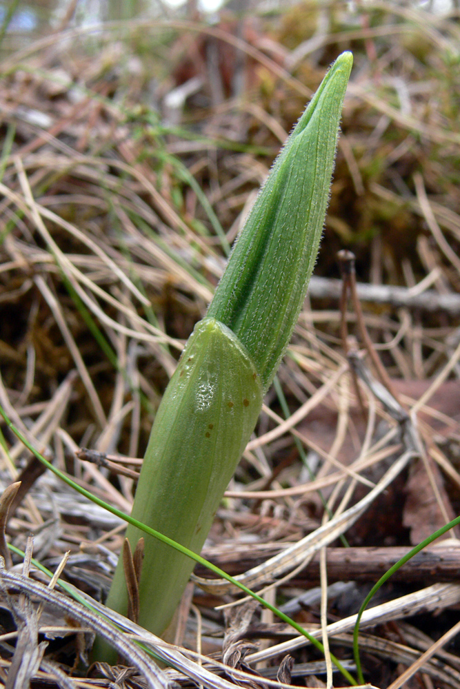 Image of Cypripedium calceolus specimen.