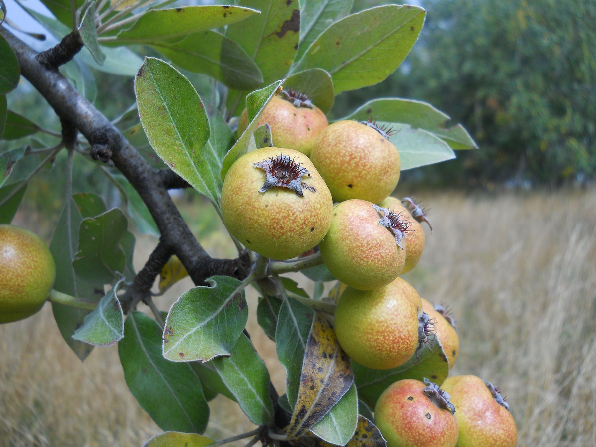 Image of Pyrus elaeagrifolia specimen.