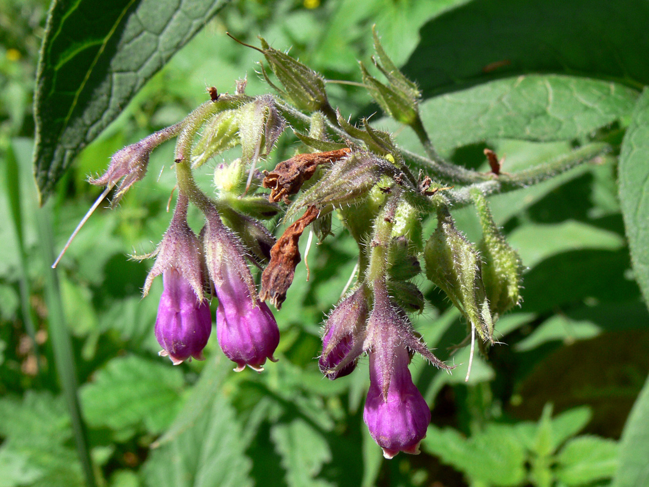 Изображение особи Symphytum officinale.