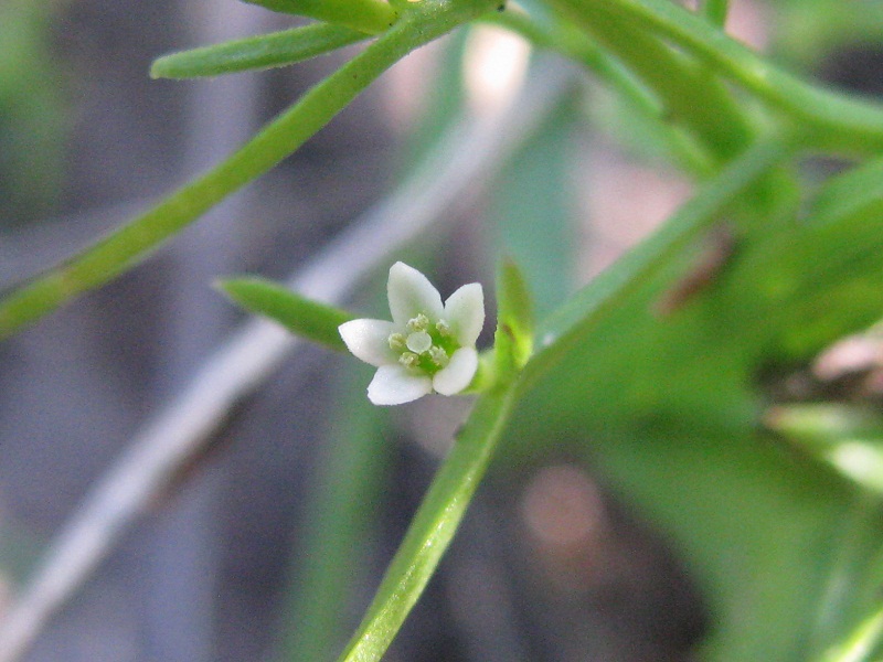 Image of Thesium ramosum specimen.