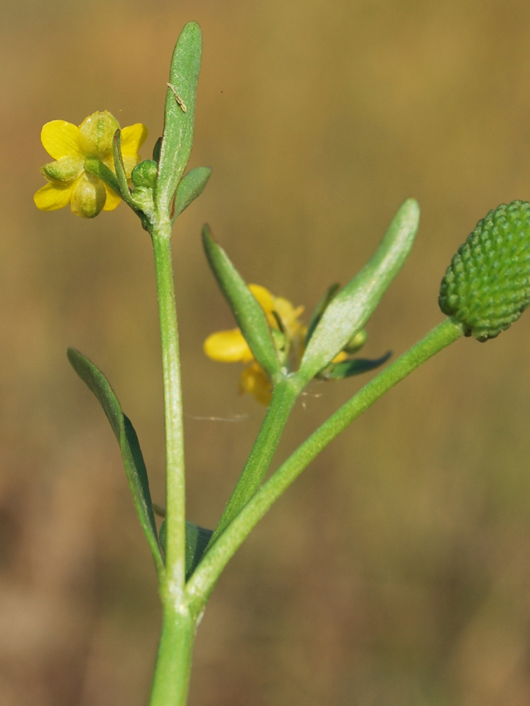 Image of Ranunculus sceleratus specimen.