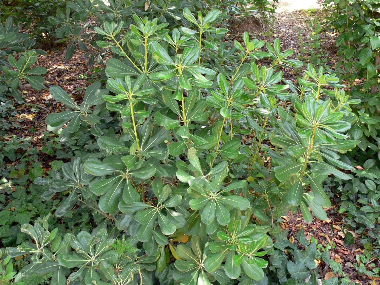 Image of Pittosporum tobira specimen.