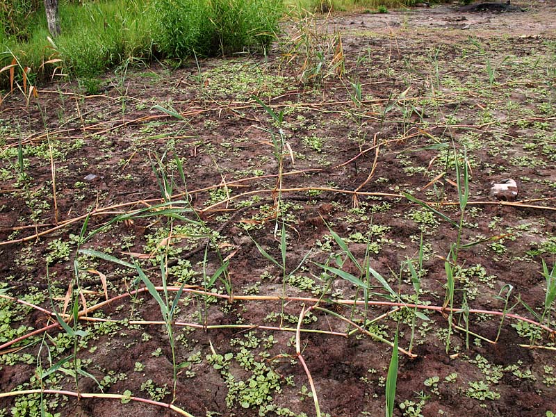 Изображение особи Phragmites australis.