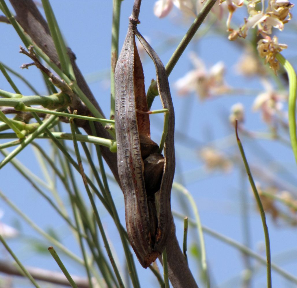 Image of Moringa peregrina specimen.