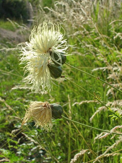 Изображение особи Rhaponticoides ruthenica.