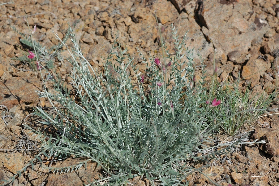 Image of Oxytropis gebleriana specimen.