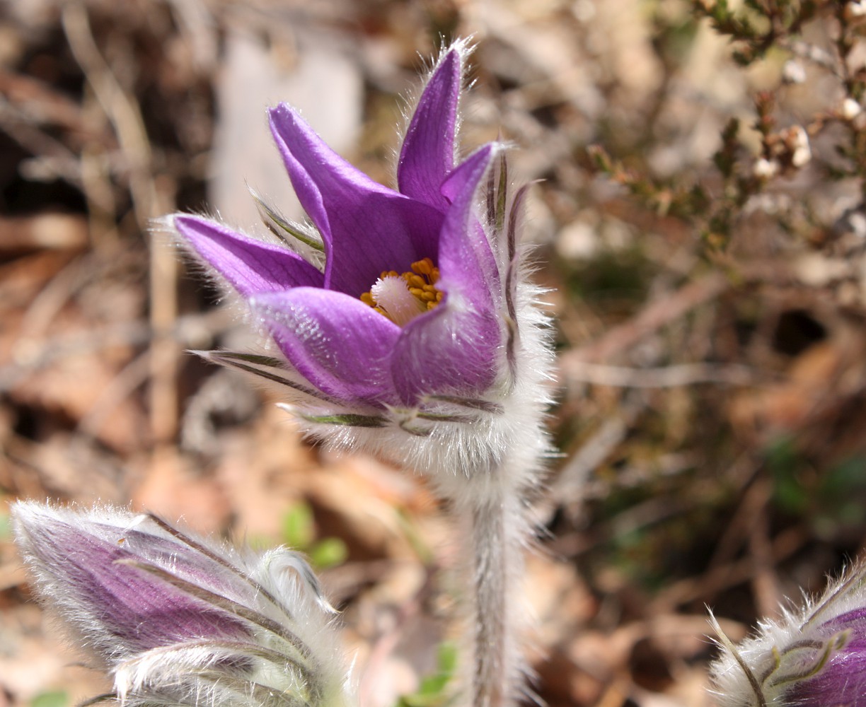 Image of Pulsatilla patens specimen.