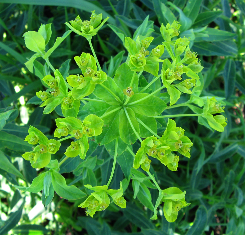 Image of Euphorbia semivillosa specimen.