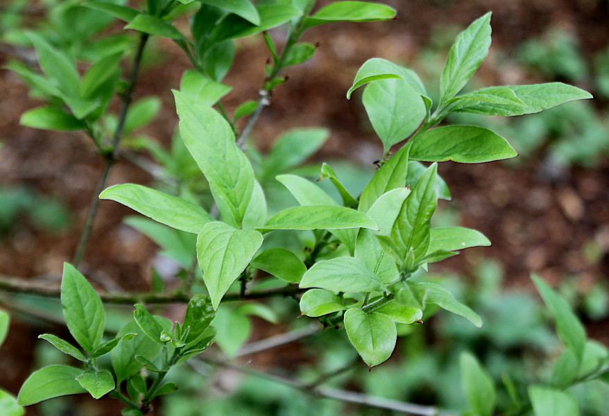 Image of Chionanthus retusus specimen.