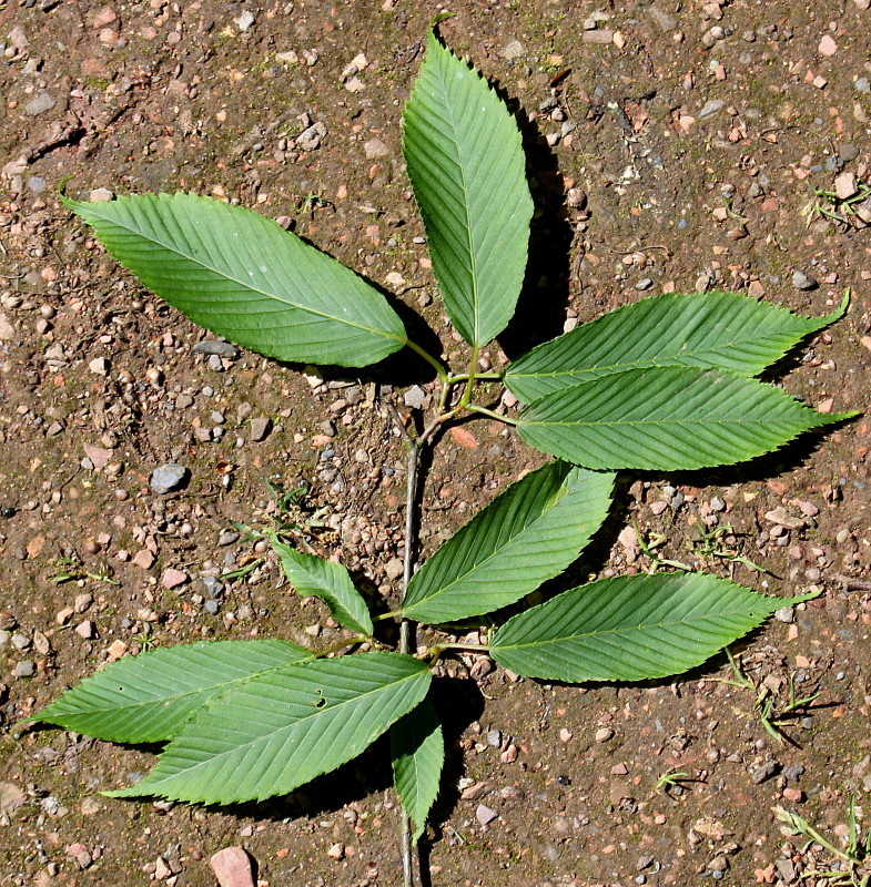 Image of Acer carpinifolium specimen.